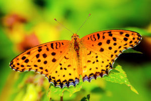 yellow-butterfly