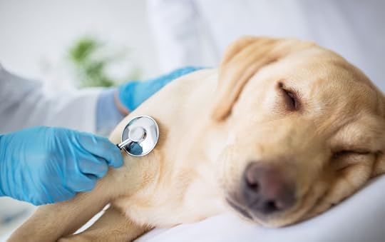 57026681 - vet specialist examination sick dog