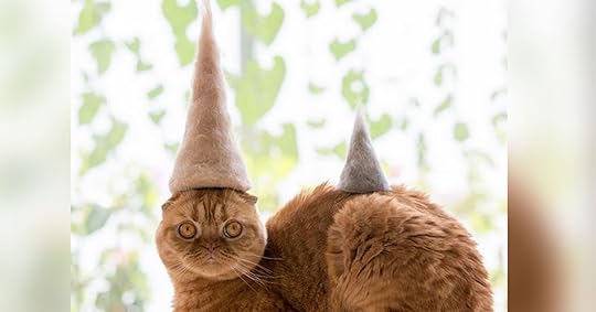 cat-hat