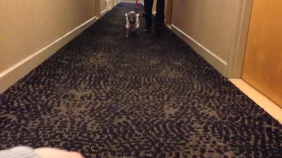 suji-carpet-walk