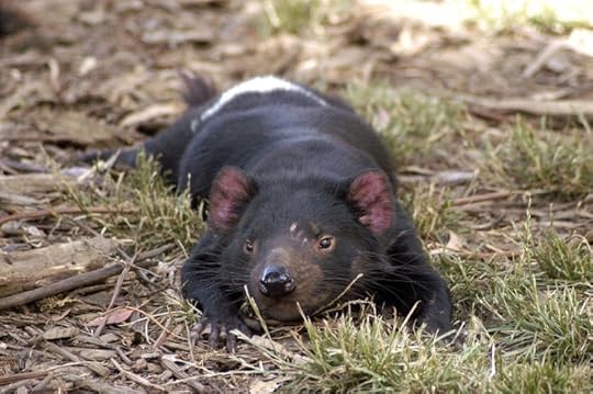 1200px-tasmanian_devil_resting