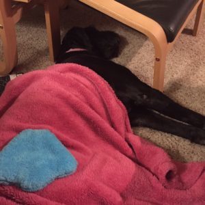 Murphy is very tired from 2016.