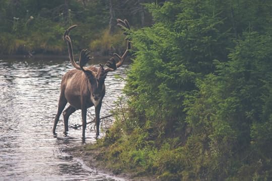 reindeer.jpeg