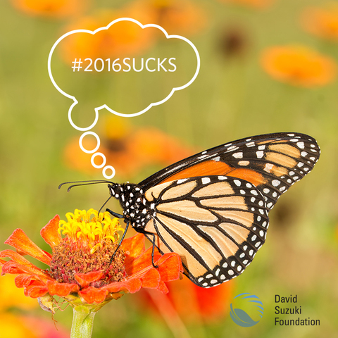 Photo: Monarch butterfly year in review: #2016sucks