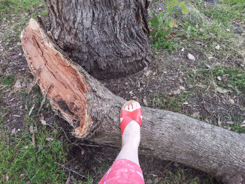 fallen-tree-branch