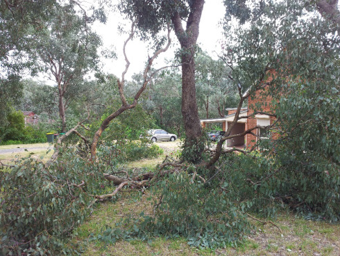 fallen-tree-branch-2