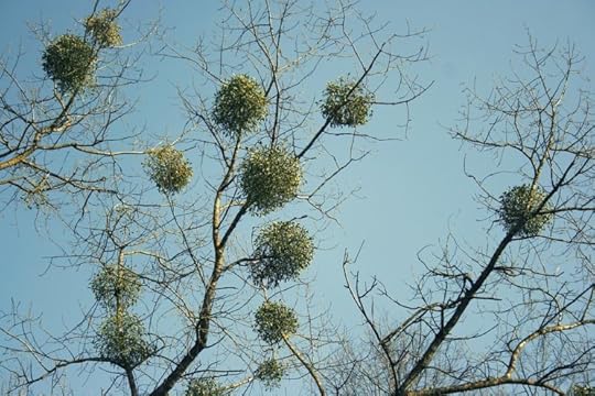 mistletoe-1328866_960_720