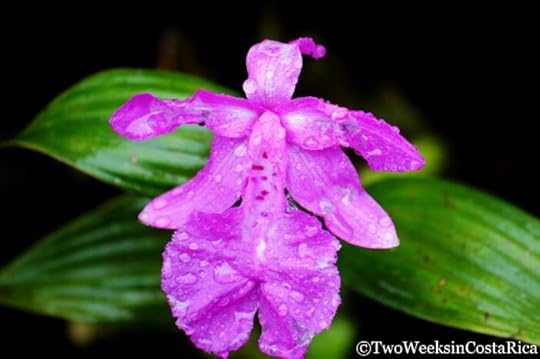 Orchid at the Monteverde Cloud Forest Reserve
