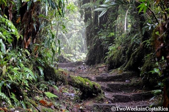 Trail Conditions at the Monteverde Cloud Forest Reserve