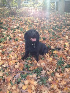 Lucy, a black Lab
