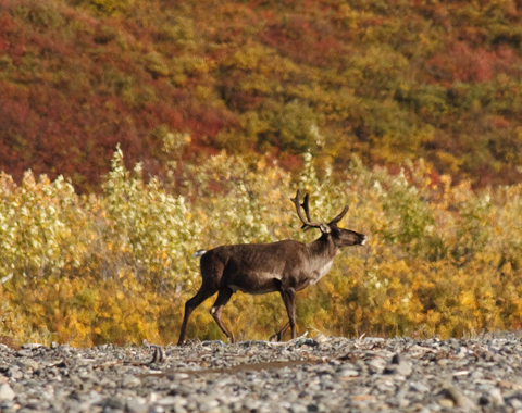 Photo: Indigenous people hold the key to caribou survival