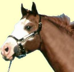 Pregnant Horse Urine Premarin