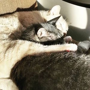 percy-and-peaches-happy-in-a-sunbeam