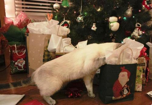 Christmas cat--Siamese Tabby Mix.jpg 2