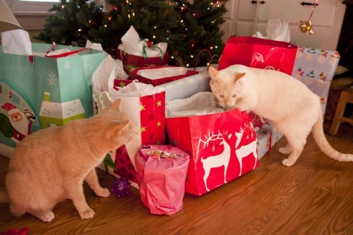 Peaches and Cream opening gifts.JPG1