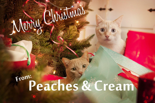 peaches-cream2015-jpg1