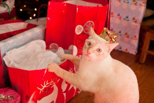 cream-into-the-presents