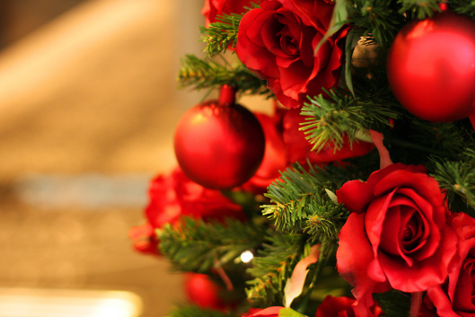 roses-from-rosa