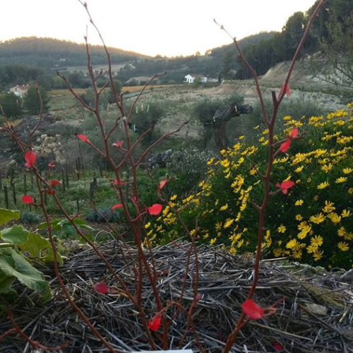 Red-leaves-on-blueberry-bush