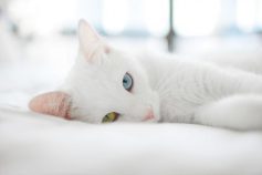 tumblr_static_6656-white_cat_blue_and_green_eyes_cat