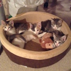 French kittens 04-13-16