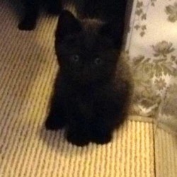 Boris 1