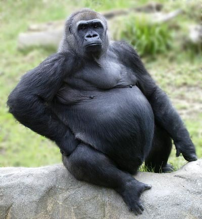 http://funnycrave.com/wp-content/uploads/2009/08/gorilla.jpg