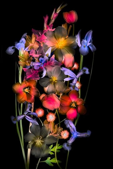 Flowers 12.03.16 Inverted Version © Harold Davis