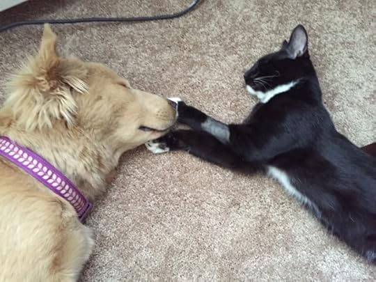 Tessa and Sammy nose to nose.JPG