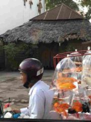 fishscooter1