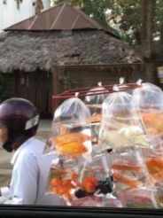fishscooter2