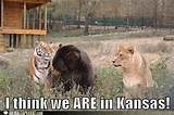 lionstigersbearsmeme