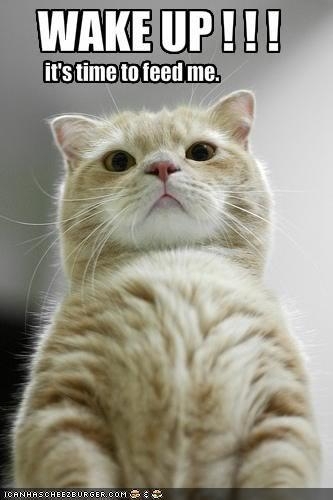 cat-wake-up-call-2