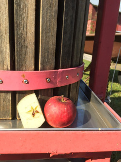 apple-989844_960_720