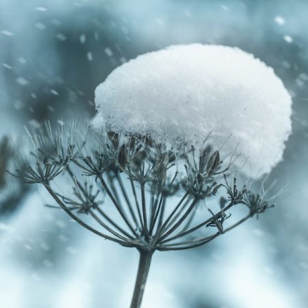 snow winter nature lake water leaf stream landscape morning