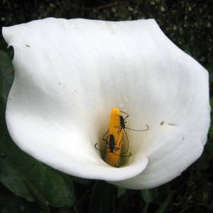 11226071_10152964247800636_6085789069902930473_o-6