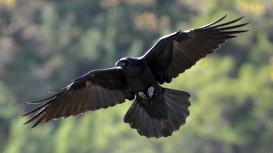 File:Raven (Corvus corax) (2).JPG