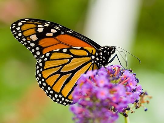 File:BBGMonarchButterflyWings.jpg