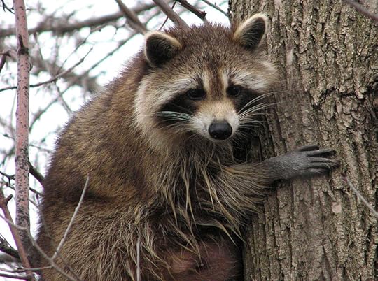 File:Raccoon female.jpg