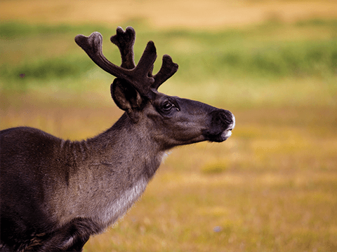 Photo: Half measures aren't enough to save caribou