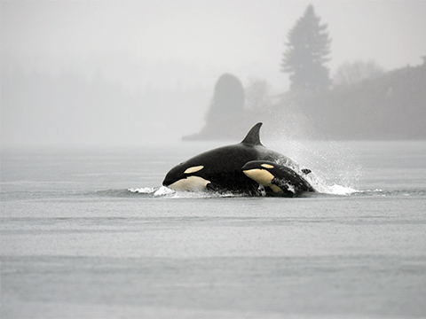 Photo: Protecting orcas