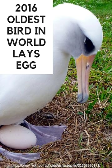 Oldest bird in world lays new egg at age 66. Read her story. | DarcyPattison.com