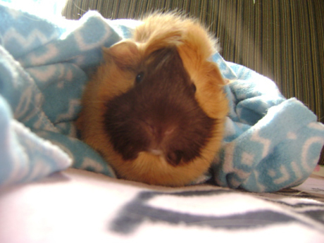 Thankfully, the very small Ozma will never have to worry about any of the things I get to worry about or becoming a zombie. 