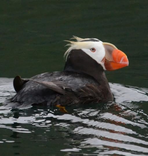 Tufted Puffin