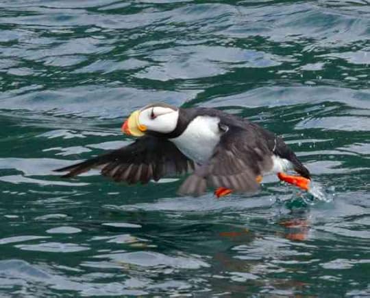 Horned Puffin