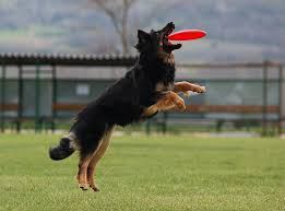 Dog Catching Frisbee