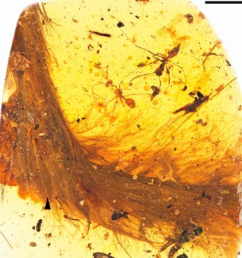 Image of a remarkable feathered fossil preserved in Amber. (from the paper being discussed)