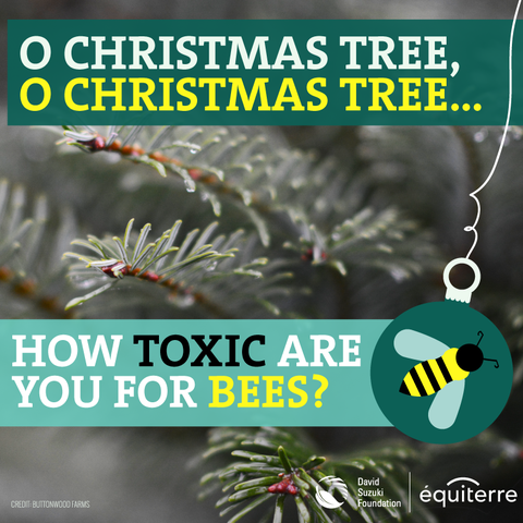 Photo: Christmas trees 2.0: Toward truly ecological natural trees!