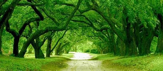 The Path to Following Your Heart - Tree Tunnel