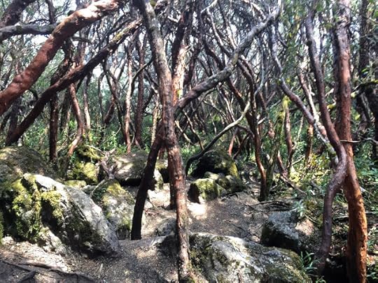 Caja Forest